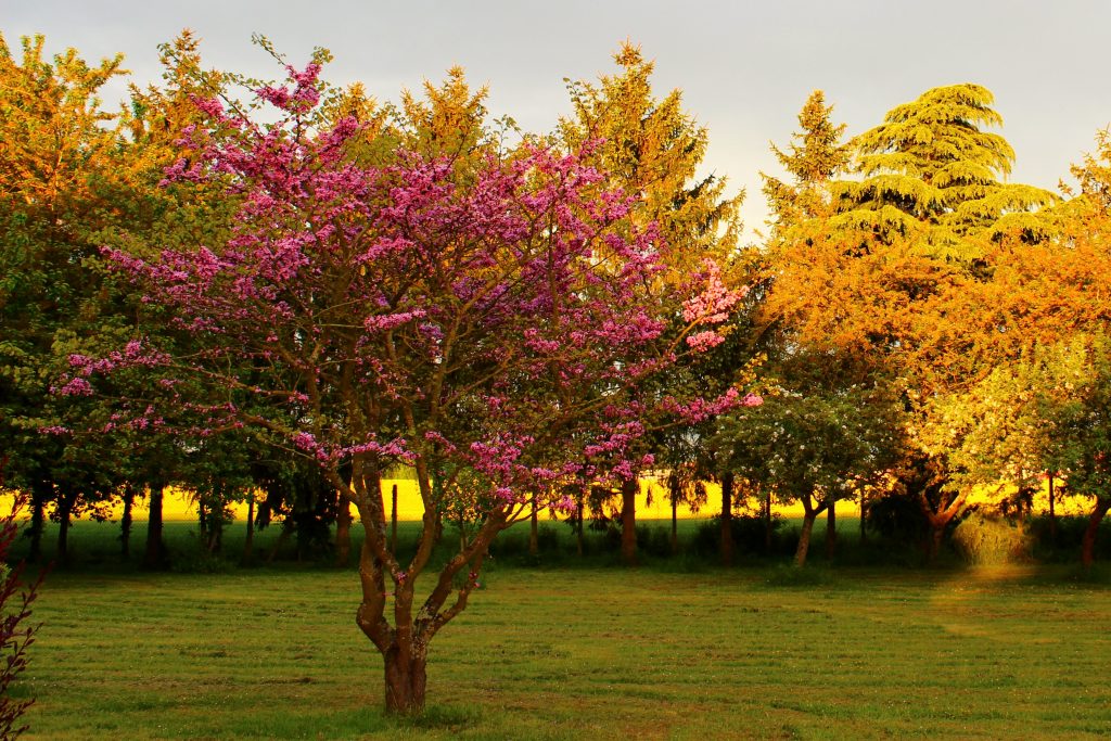 arbre