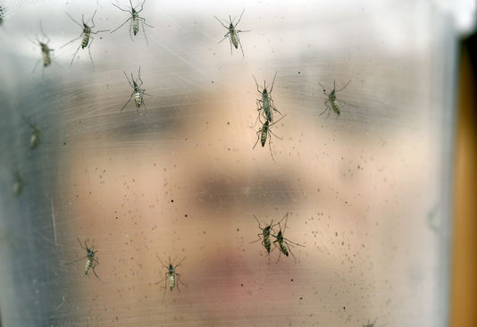 virus zika Virus Zika