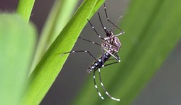 zika virus Zika