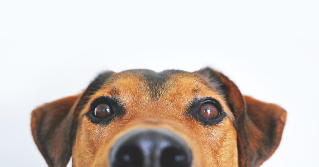 dog-ge34304830_1920